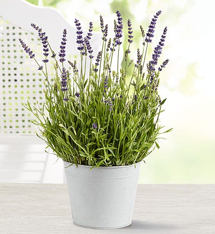 Fragrant English Lavender Plant